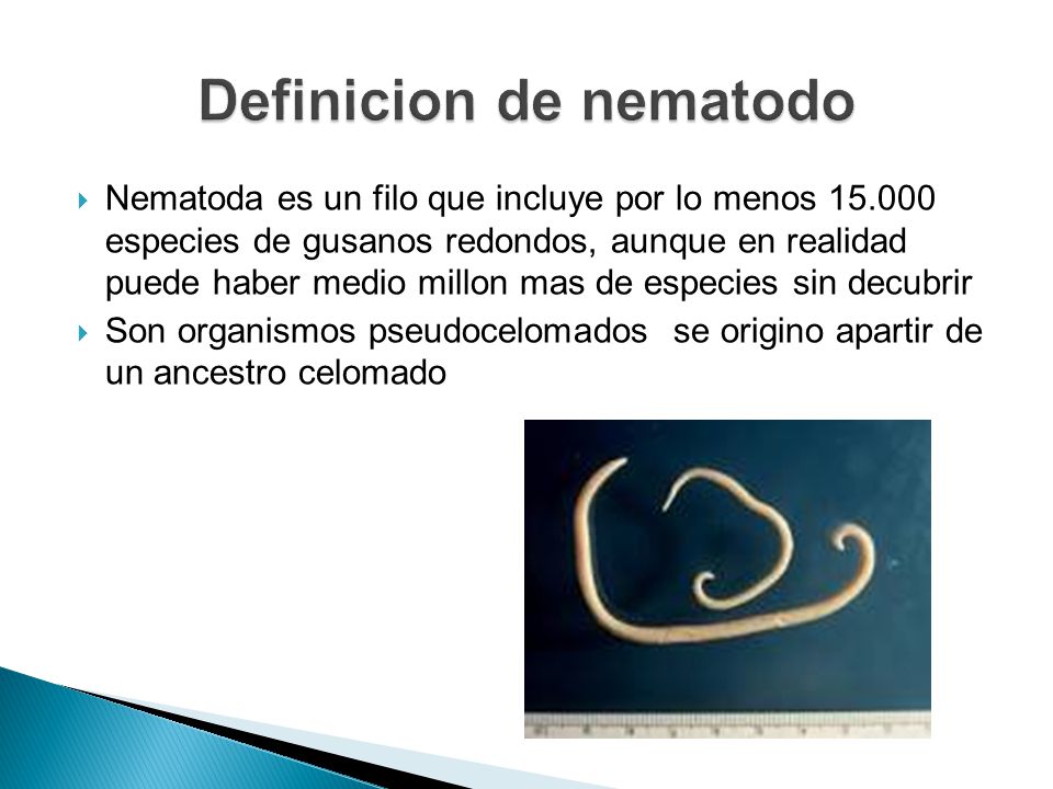 NEMATODOS DEFINICION PDF DOWNLOAD NEMATODOS DEFINICION PDF DOWNLOAD